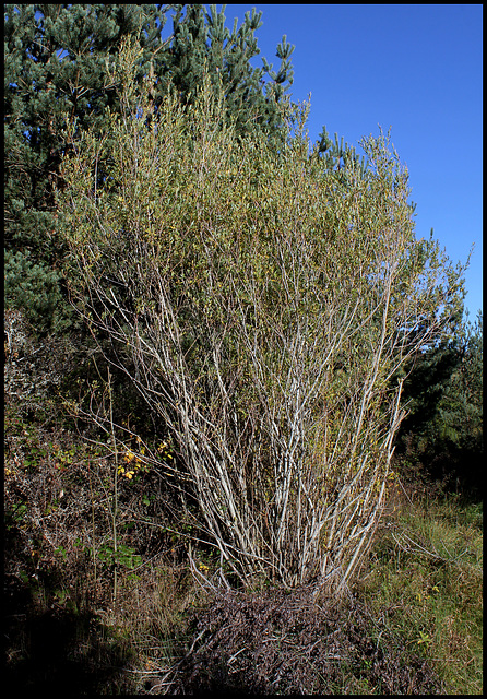 Salix purpurea  (3)