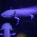 Weiße Axolotl - Abschied vom Nachttierhaus (Wilhelma)