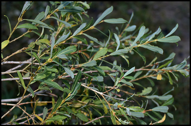 Salix purpurea  (6)