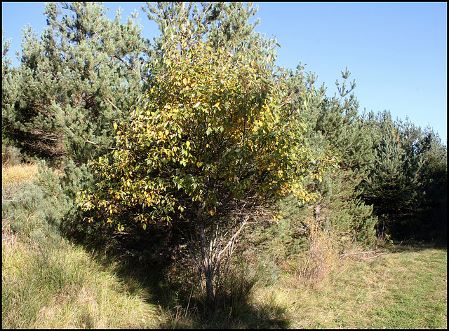 Salix caprea -Saule Marsault  (5)