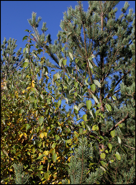 Salix caprea -Saule Marsault  (4)
