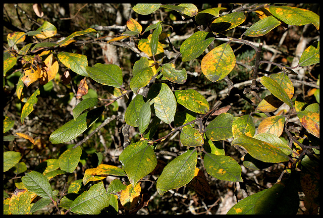 Salix caprea -Saule Marsault
