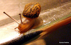 Snail on a table