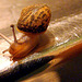 Snail on a table