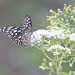 Common Mime buttrfly