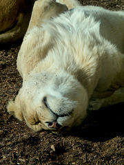 Rolling Lioness