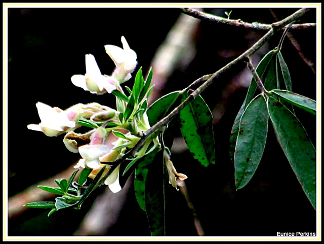 Branch Of Blossom
