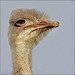 Portrait Ostrich