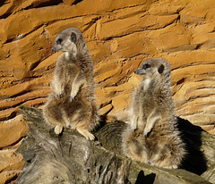 Meerkats Looking Right