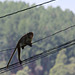 Macaque balancing on the wire