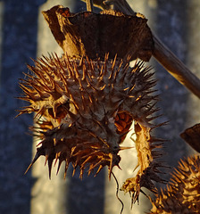 Moonflower (Datura inoxia) ripe seed pod