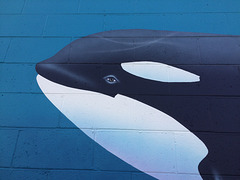 Orca mural detail (0475)