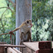 Macaque in the building trade!