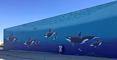 Orca Mural with John Coleman (0465)