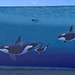 Orca Mural with John Coleman (0465A)