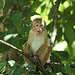 Young Macaque