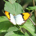 Yellow Orange-tip Butterfly
