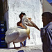 Petros (Pelikan) das Maskottchen von Mykonos... ©UdoSm