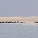 Seehunde Nordsee DSC06930