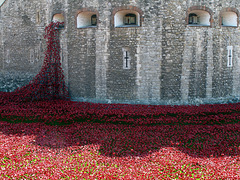 Tower & Poppies 3