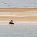 Seehunde Nordsee DSC06963