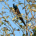 Peacock roosting in a tree