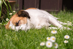 Jack Russell Terrier Clifford DSC05975