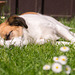 Jack Russell Terrier Clifford DSC05975
