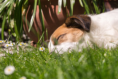 Jack Russell Terrier Clifford DSC05974