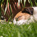 Jack Russell Terrier Clifford DSC05974