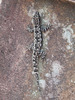 Banteay Srei : salamandre.