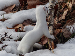 Long-tailed Weasel checking things out