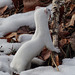 Long-tailed Weasel checking things out