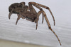 Window lace-weaver spider (Amaurobius fenestralis)