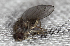 Fruit fly (Drosophila melanogaster)