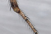 Window lace-weaver spider (Amaurobius fenestralis)