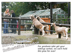 Amateur photographers get our goat at Surrey Docks Farm - 24.10.2007