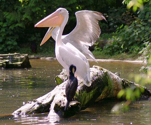 Pelikane und Kormoran.  ©UdoSm