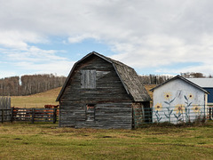 Old barn and sunflower shed