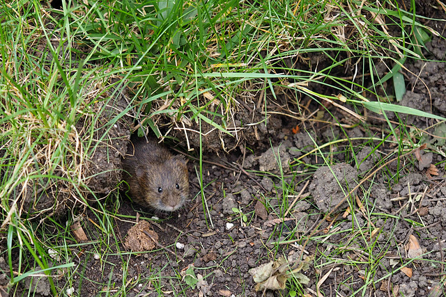 Vole Hole in the Sod