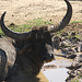 Wild Water Buffalo enjoying a wallow