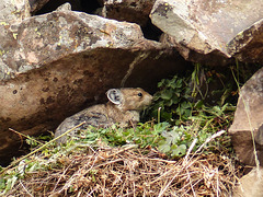 Pika storing food for the winter in its cave
