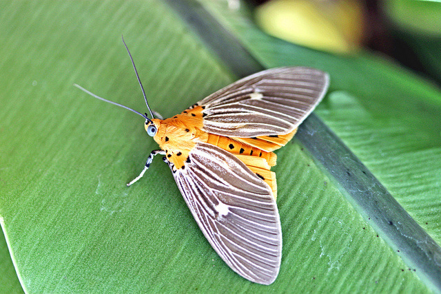 tiger moth