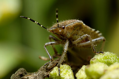 Hairy Shieldbug  (Dolycoris baccarum)