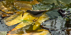 Grey wagtail on water lily pad 2