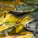 Grey wagtail on water lily pad 2