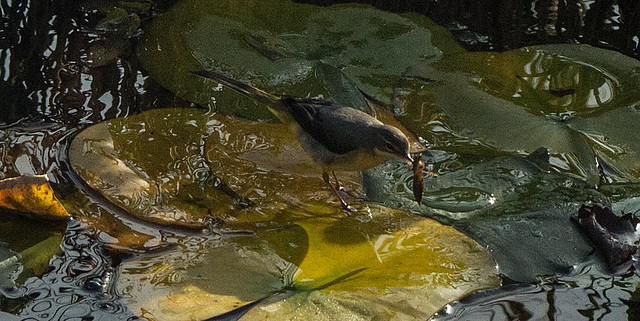 Grey wagtail on water lily pad