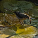 Grey wagtail on water lily pad