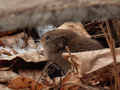 Watch out for the Weasel, little Meadow Vole!
