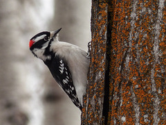 Downy Woodpecker on lichen-covered tree